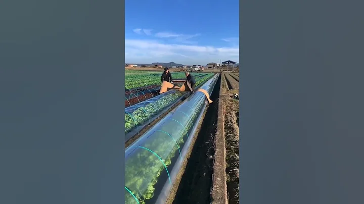 Vegetable Farming Techniques #satisfying #short - DayDayNews