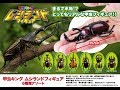 甲虫キングムシランドフィギュアやってみた【まるで本物!?リアルな甲虫フィギュア!!】【ムシキング？】【ガチャポン】【ガシャポン】【ガチャガチャ】【ヘラクレス】