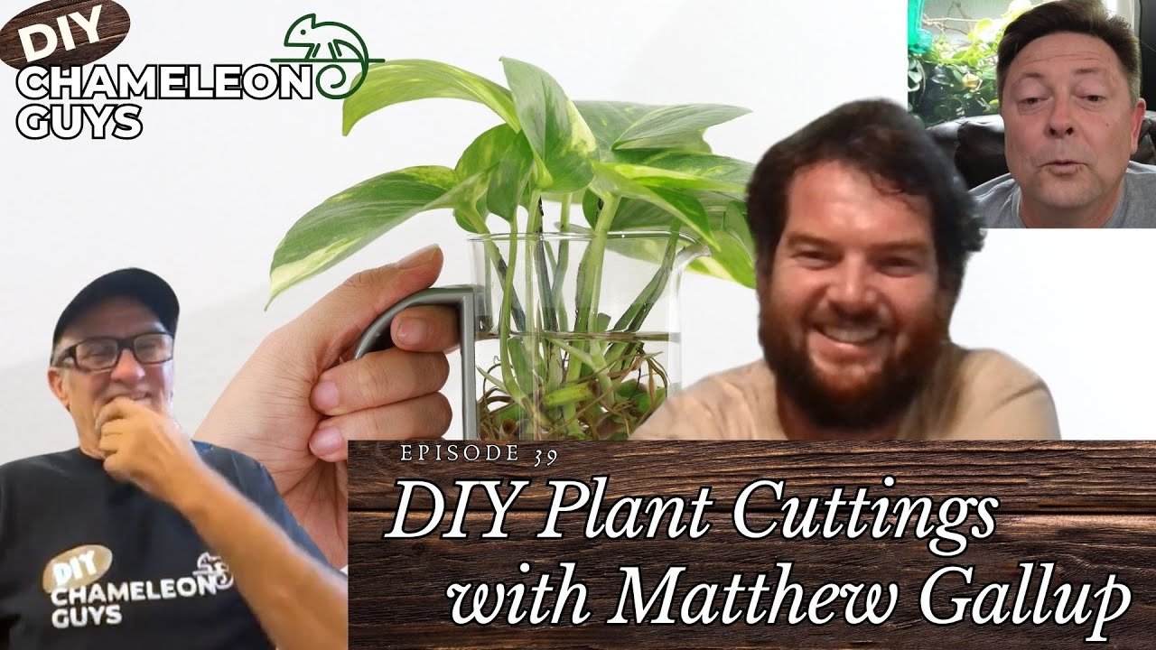 Create your own forest with plant cuttings! - YouTube