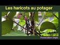 Les haricots au jardin potager #haricots #jardinage #permaculture #potager