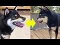 お外遊びとおうち遊びでテンションが正反対な柴犬。【豆柴】Shiba Inu dogs that changes mood
