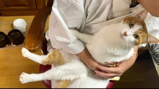 足ピーーン！としながらドヤ顔の猫w