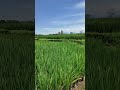 Bali Rice Fields 🌾🏝️ Tropical Nature Views ✨🇮🇩