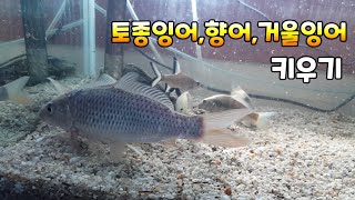 토종잉어,향어,비늘향어 키우기,사육