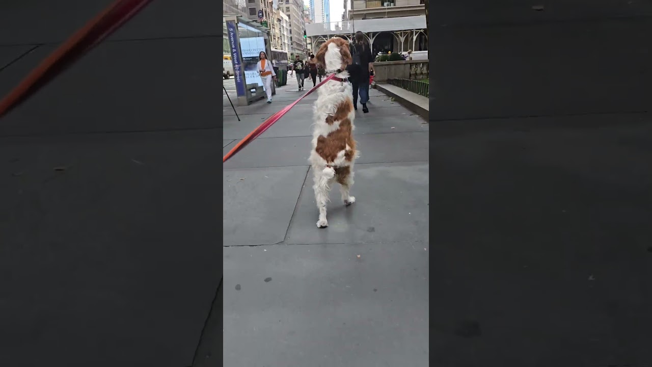 Dexter walks the streets of NYC telling everyone about his book "Dexter:The Stand Up Dog 