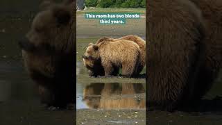 Mother Grizzly Bear Teaching Cubs To Find Food 