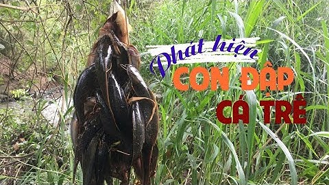 Câu Cá Dưới Con Đập Bỏ Hoang, Phát Hiện Ổ Cá Trê Giật Mỏi Tay Luôn