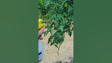 TOP 5 ways to fight Blight on your tomato plants part 2/2
