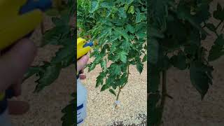 TOP 5 ways to fight Blight on your tomato plants part 2/2 Net Worth