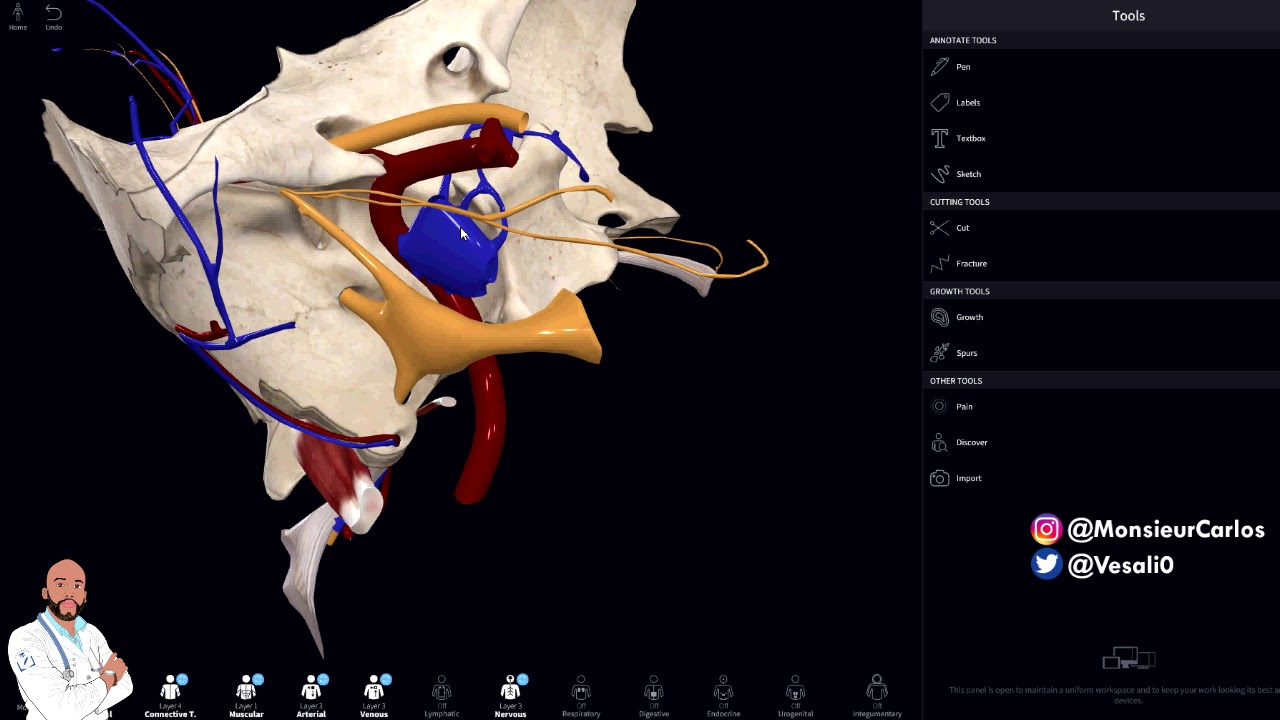 carlos alberto Anatomía - Esfenoides en 3D ¡FÁCIL EXPLICACIÓN!