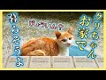 【捨て猫⁉︎ 突然現れた茶白の子猫】その③動物病院へ…
