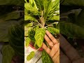 plant # garmi#youtube#gardening @artigargvlog9189