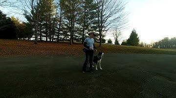 How To Introduce Prong Collar and Teach Heel (and use a bonker)