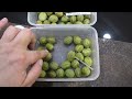4 серия замер в КРЫЖОВНИКЕ сахара 