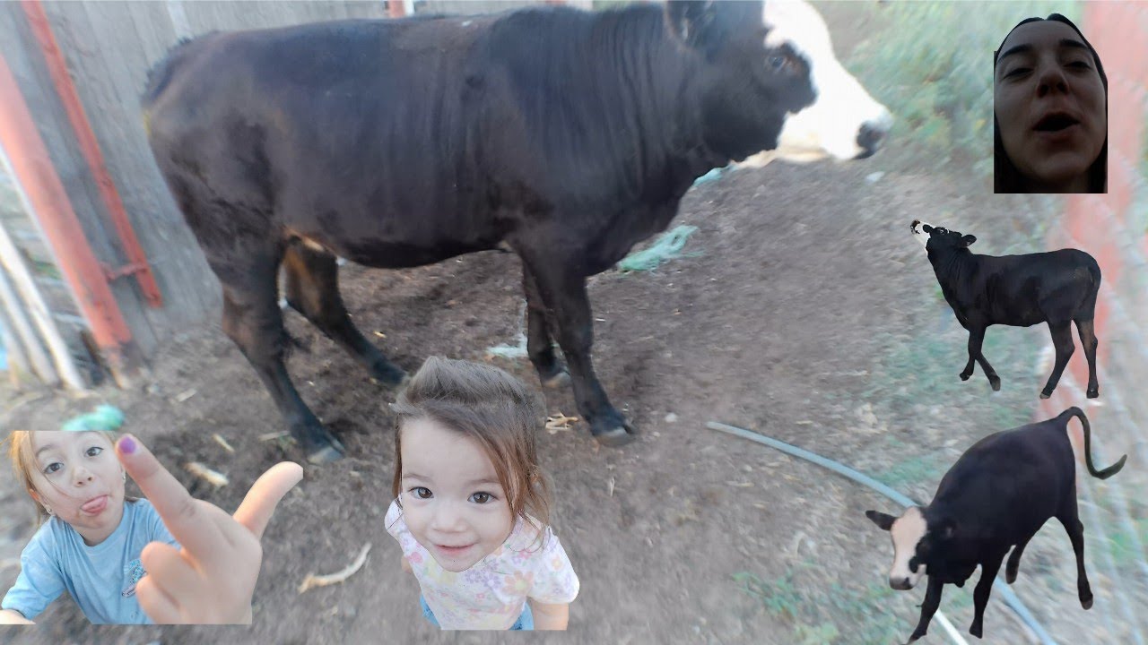 our cow Oreo and her shenanigans while we get her trough filled up lol