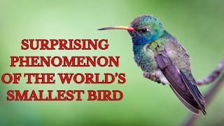 Surprising phenomenon of the tiny avian wonder