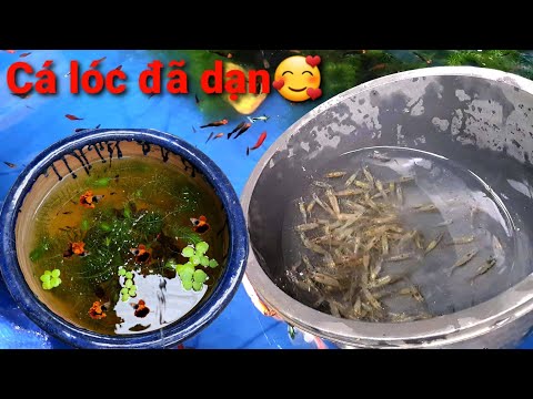 Video Thả Tép Sinh Sản Vào Hồ Cộng Đồng,Làm Thêm Cái Lu Nuôi... - youtube