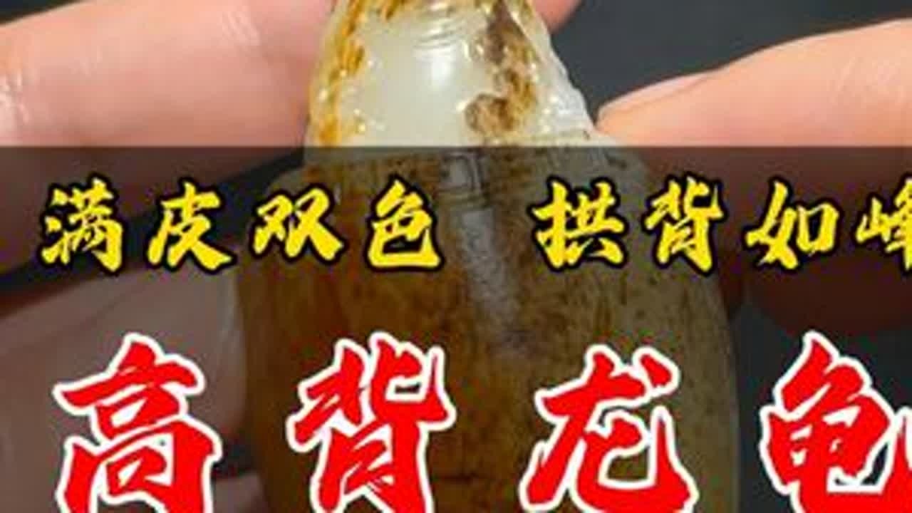 满皮双色拱背如峰：籽料精品高背龙龟和田玉和田玉籽料珠宝首饰玉文化
