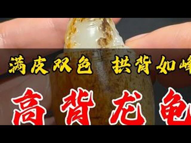 满皮双色拱背如峰：籽料精品高背龙龟和田玉和田玉籽料珠宝首饰玉文化