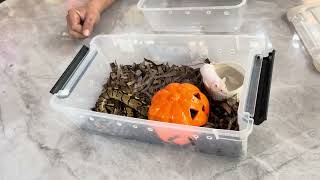 Famous BALL PYTHONS HUNGER STRIKE! 😱😱 🐍 | Not eating for almost 3 weeks 😭😭 Wealth