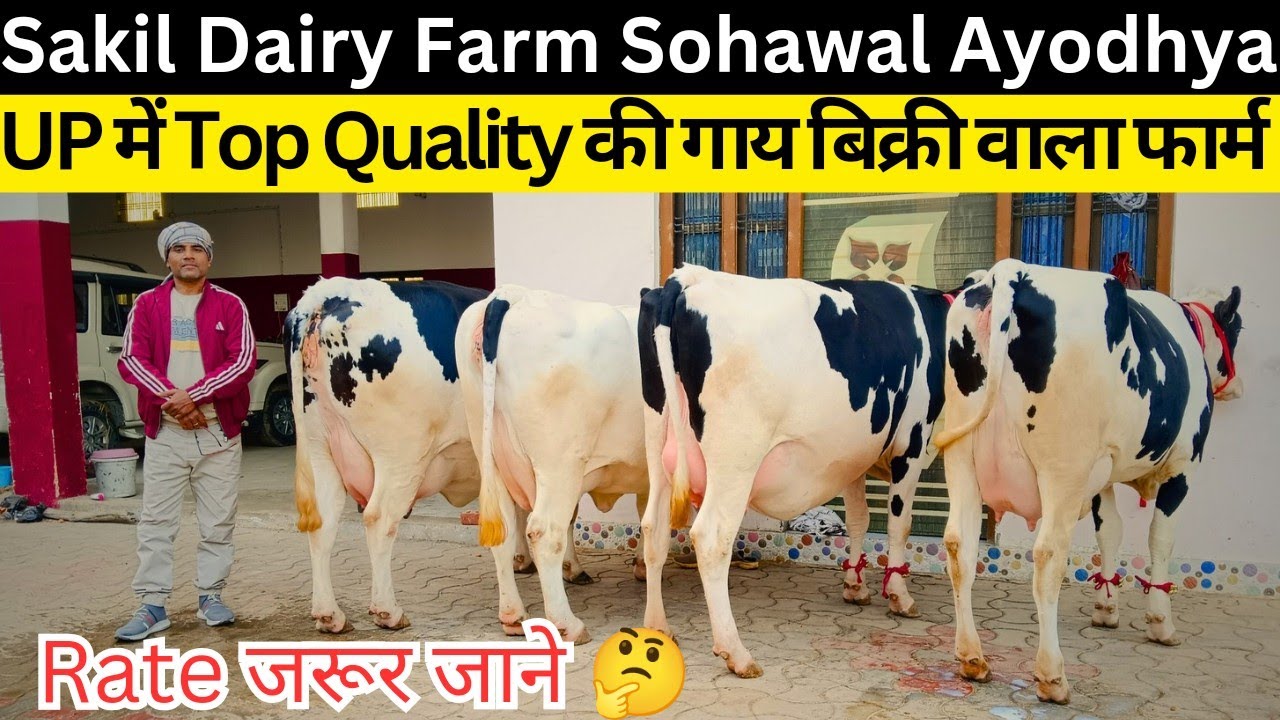 उत्तर प्रदेश में Top quality की गाय बिक्री का एक मात्र फार्म, शकील डेयरी फार्म सोहावल अयोध्या ll