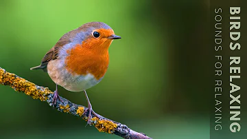 Birds Sounds - Most Beautiful Birds, Wonderful Birds Songs, Stress Relief, Positive Energy