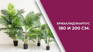 Пальма искусственная Хризалидокарпус 180 и 200 см.| КАК ЖИВАЯ