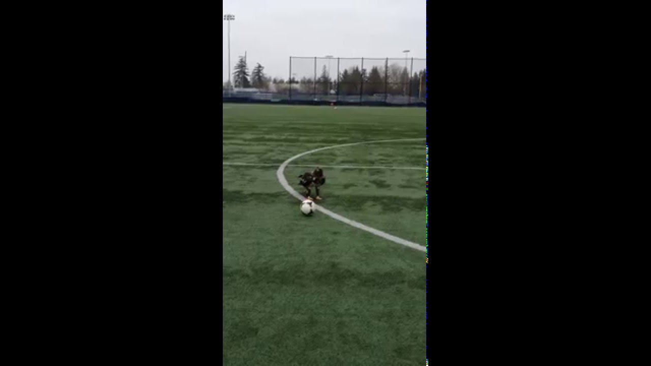 Young bald eagle working on its soccer skills on a field at UBC in