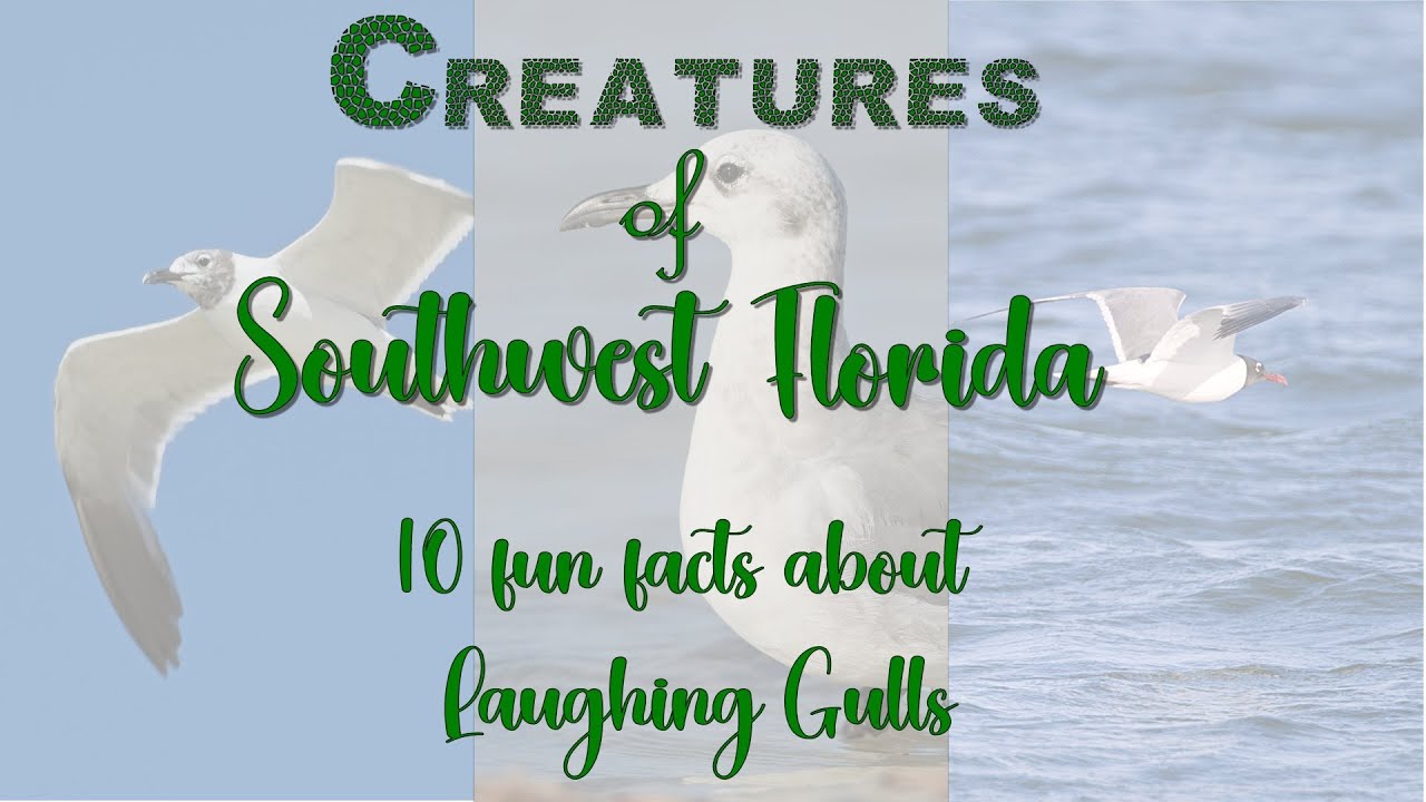 Creatures of Southwest Florida - Laughing Gulls
