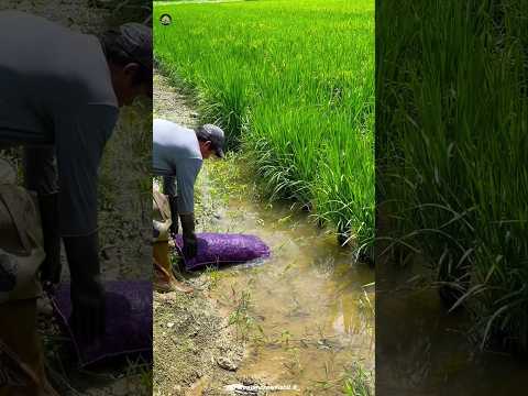 Farmers Put MILLIONS of Crawfish in Rice Fields 😱🦞🌾 #shorts #farming #fish