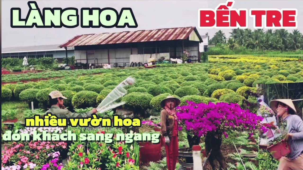 TẾT 2026 XÔN XAO LÀNG HOA BẾN TRE HOA CHỚM NỞ ĐÓN KHÁCH SANG NGANG 