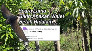 Suara lama bikin anakan walet betah didalam _ raja sedot super premium - bapbuf_1