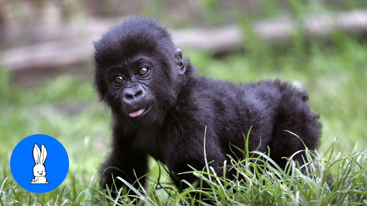 baby gorillas playing