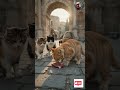 Der verrückteste Beruf des Osmanischen Reiches! 🐱