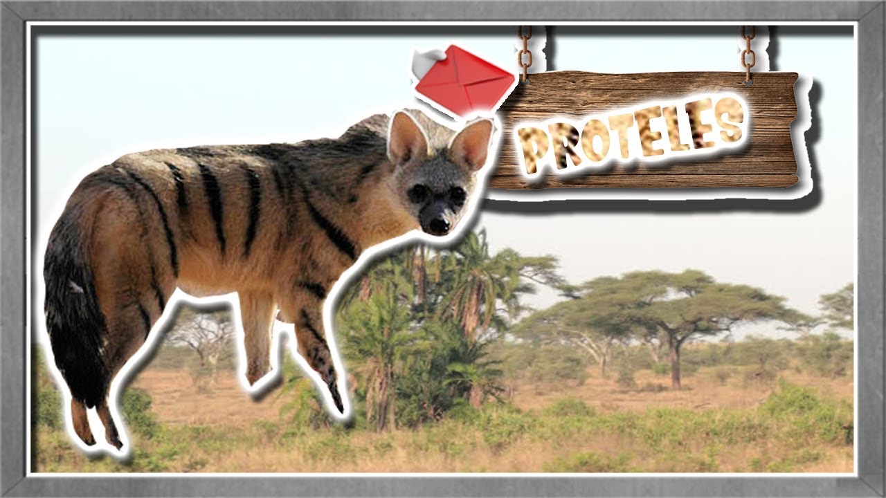 proteles: La hiena más rara de todas - documental de animales salvajes