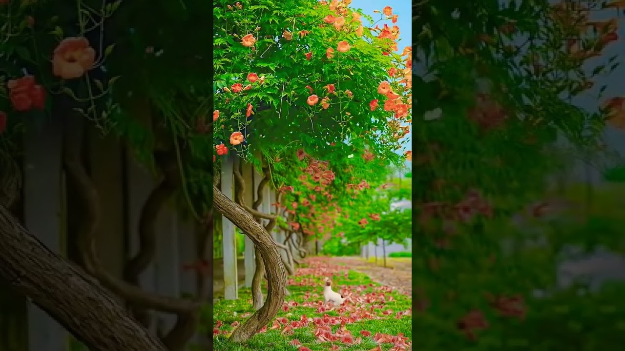 viral dog attack on butterfly