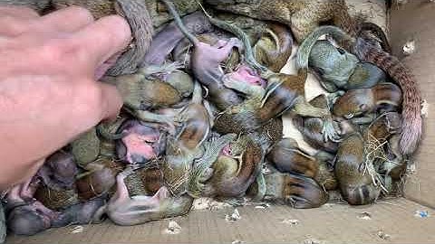 Sóc đất baby , Sóc bông tập ăn về nhiều mùa dịch Covid19 | Sóc Cảnh Trí Viễn