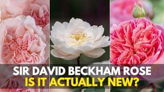 Ranking Every David Austin 2026 Rose: Which Ones Are Worth It Guide