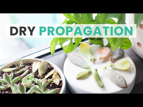 How To Propagate Succulents From Stem Cuttings