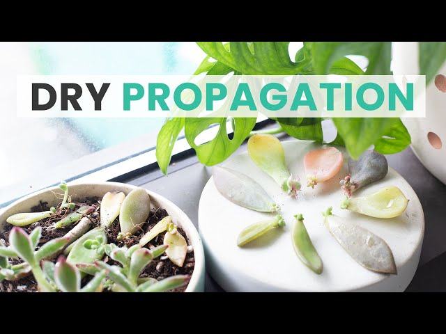 SUCCULENT DRY PROPAGATION | THE EASIEST WAY TO PROPAGATE SUCCULENTS -  YouTube