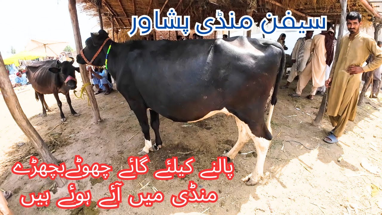 Saifan Mandi | Cow | Choty Bachron ki Price Updates | Peshawar Mandi | Khyber Social Hub