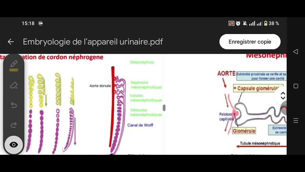 Embryologie de l'appareil urinaire 