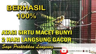 Cara mengatasi burung sirtu macet bunyi AMPUH 100 % BERHASIL