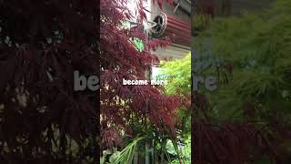 Why Are Japanese Maples So Expensive? Ft Our Viridis And