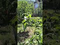 Apple orchard #apple #nature #garden