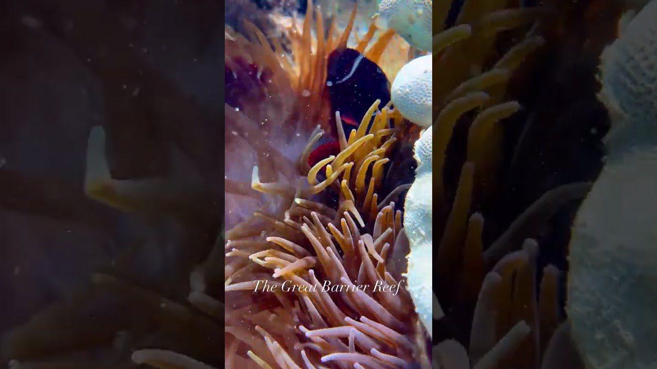 Reef and Rainforest Escape Private Tour