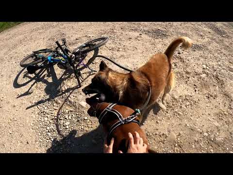 Video: Pit Bull Puppy Dəhşətli İstismara Dözdükdən Sonra Qurtarmaq