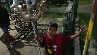 Kekompakan tim tekek lorek gawe ogoh ogoh