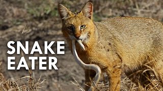 Swamp Cat The King Of The Swamp