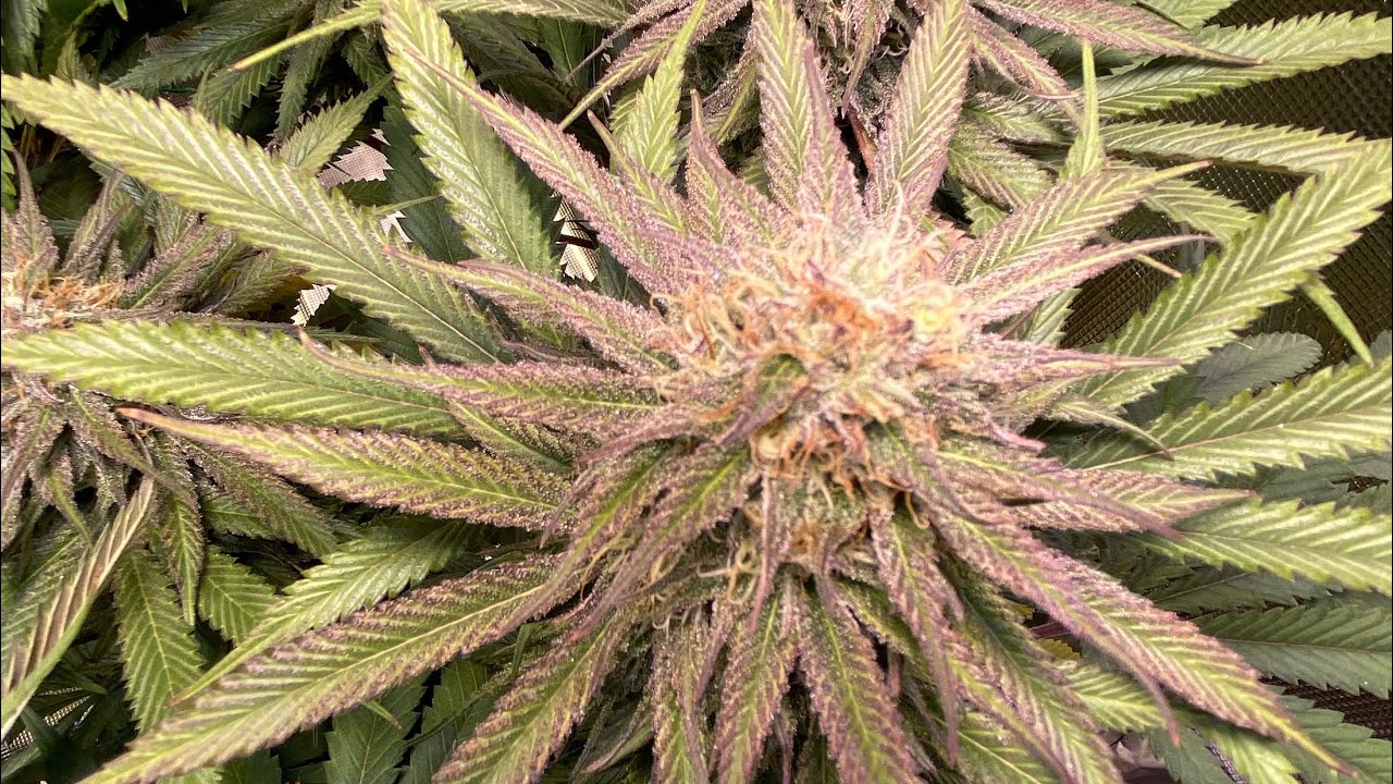 Mainlining for colas - apogee par meter- end of week 5 flower